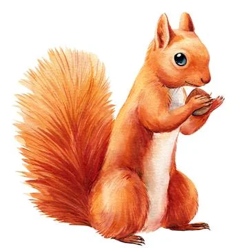 Squirrel with nut on isolated white background, watercolor cute animal Stock Illustration
