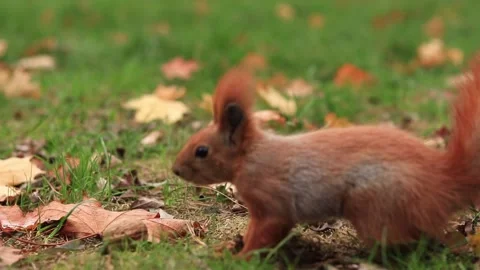 Squirrel with a nut in its paws against the background of an autumn landscape Stock Footage 289780918