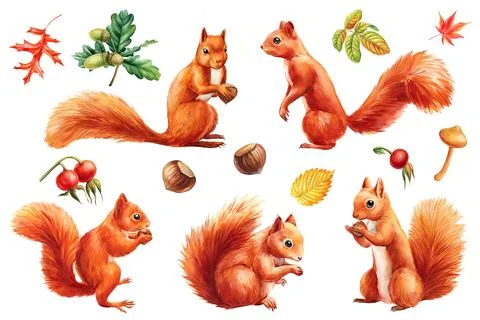 Squirrel, nut, leaf and acorn on isolated background, watercolor squirrel, cute Stock Illustration