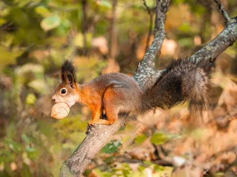 Squirrel with nut in mouth. Sciurus on tree 스톡 사진