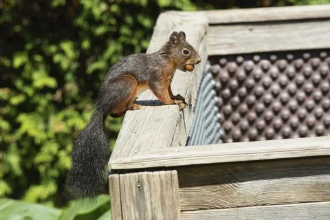 Squirrel with nut in mouth sitting on wooden beam of raised bed looking right Stock Photos