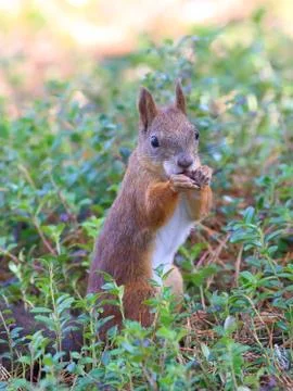 Squirrel with a nut in paws Stock-Fotos