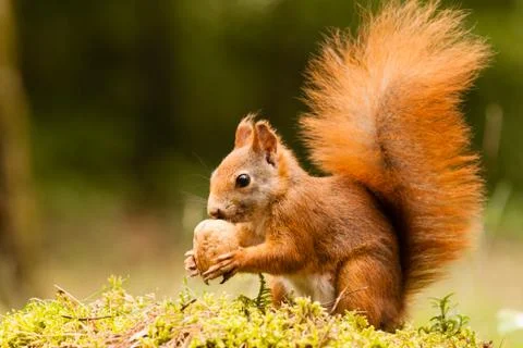 Squirrel with nut Stock Photos