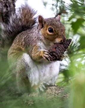 Squirrel With Nut Stock Photos