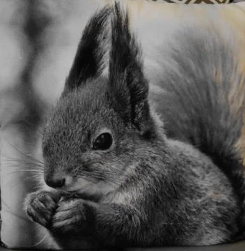 Squirrel with nut Stock Photos