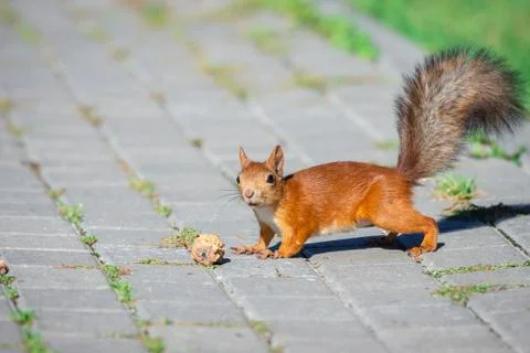 A squirrel with a nut Stock Photos