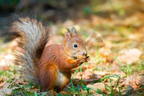 A squirrel with a nut Foto stock