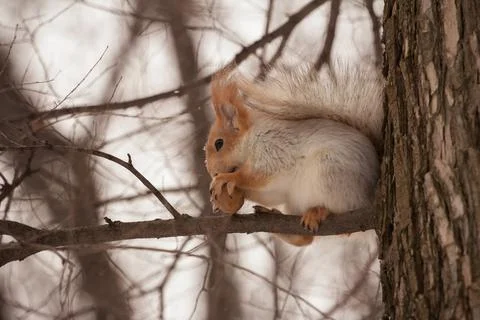 Squirrel with a nut Stock Photos