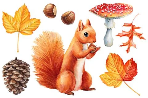 Squirrel with nut, pine cone, yellow leaf on isolated white background Illustrazione stock