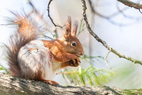 The squirrel with nut sits on a branches in the spring or summer. Portrait of Stock Photos