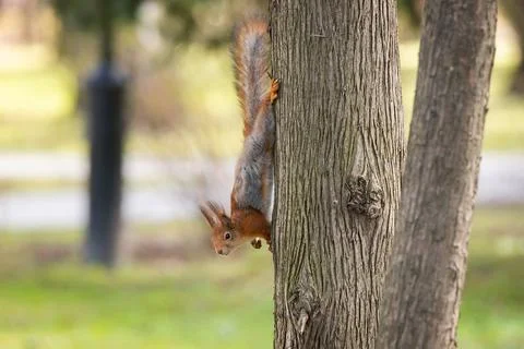 The squirrel with nut sits on a branches in the spring or summer. Portrait of Stock Photos