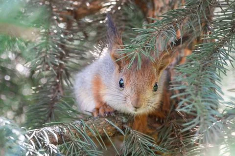 The squirrel with nut sits on a branches in the spring or summer. Portrait of Stock Photos