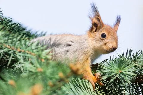 The squirrel with nut sits on a branches in the spring or summer. Portrait of Stock Photos