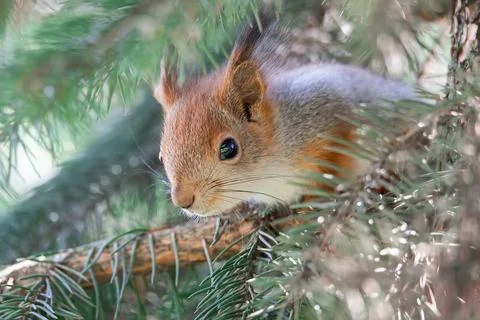 The squirrel with nut sits on a branches in the spring or summer. Portrait of Stock Photos