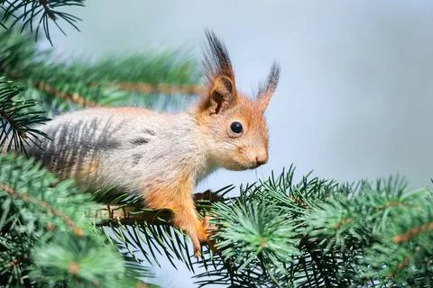 The squirrel with nut sits on a branches in the spring or summer. Portrait of Stock Photos