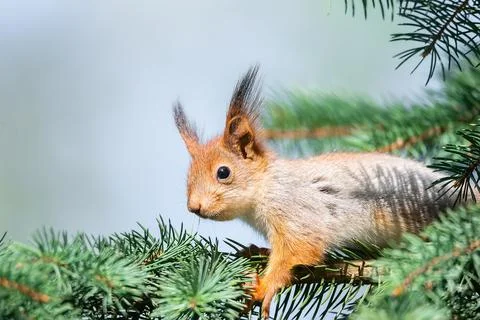 The squirrel with nut sits on a branches in the spring or summer. Portrait of Stock Photos