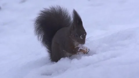 Squirrel with nut in the snow (slow-motion) Stock Footage 300368460