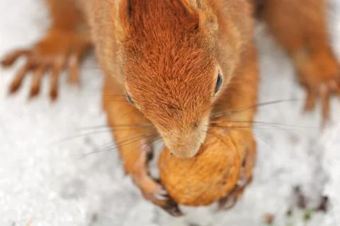 Squirrel with nut from the top Stockfoto's