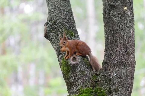 Squirrel with a nut on a tree in a city park Stock Photos