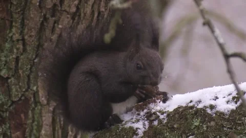 Squirrel with nut in a tree Stock Footage 300368535