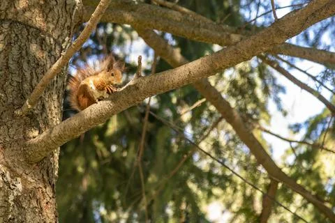 Squirrel with a nut on the tree . Funny squirrel whis a nut . Sciurus. Rodent. A Stock Photos