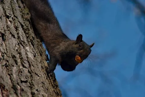 Squirrel with nut on tree in High Park Toronto Stock Photos