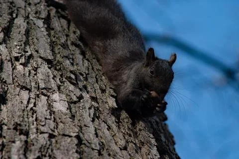 Squirrel with nut on tree Stock Photos