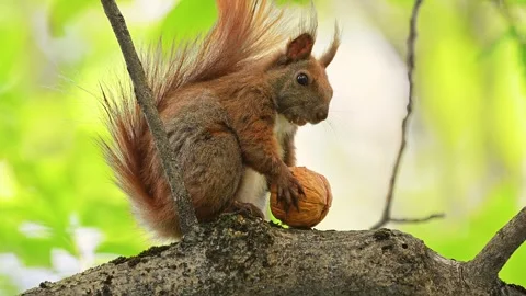 Squirrel with a nut on a tree in slow motion, showcasing natural beauty in 4K. Stock Footage 291326145