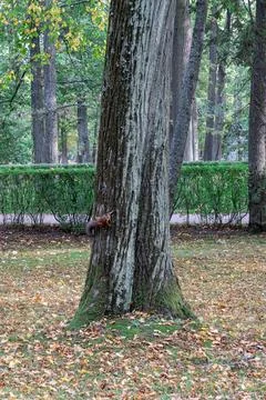 Squirrel with a nut on a tree trunk in the park Photos