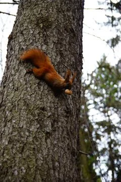 Squirrel with a nut in your teeth runs down the tree Stock Photos