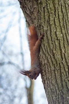 Squirrel with a nut in your teeth runs down the tree Stock Photos