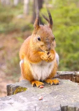 Squirrel with nuts and summer forest on background wild nature thematic (sciu Stock Photos