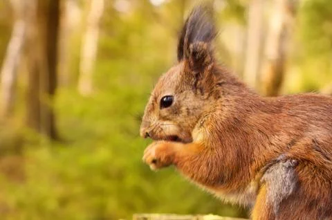 Squirrel with nuts and summer forest on background wild nature thematic (sciu Stock Photos