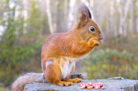 Squirrel with nuts and summer forest on background wild nature thematic (sciu Stock Photos