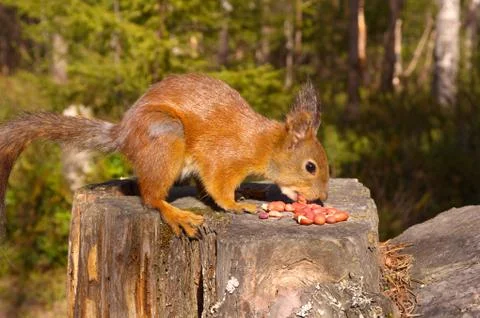 Squirrel with nuts and summer forest on background wild nature thematic (sciu Stock Photos