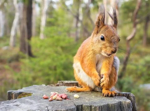 Squirrel with nuts and summer forest on background wild nature thematic (sciu Stock Photos