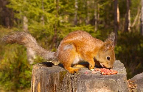 Squirrel with nuts and summer forest on background wild nature thematic (sciu Stock Photos