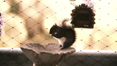 Squirrel With Nuts Stock Footage 167548845