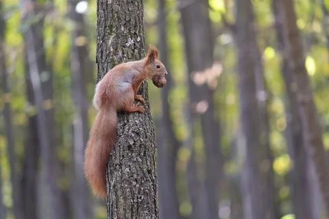 Squirrel with nuts sits on a tree in the forest Stock Photos