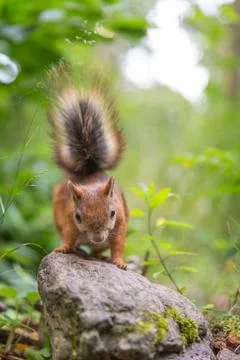 Squirrel observe Stock Photos