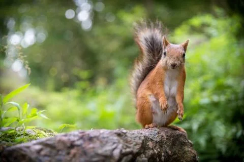 Squirrel observe Stock Photos