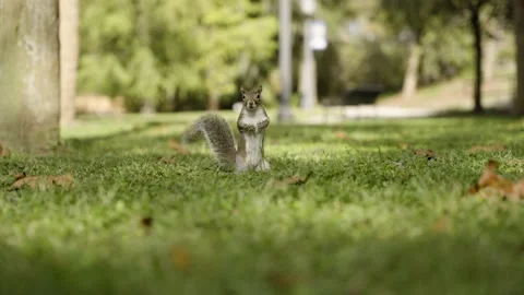 Squirrel observing on the grass 120fps Stock Footage 220446383