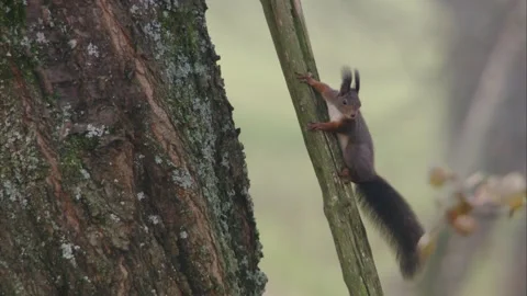 Squirrel at an old wooden stake at a tree trunk Stock Footage 283460458
