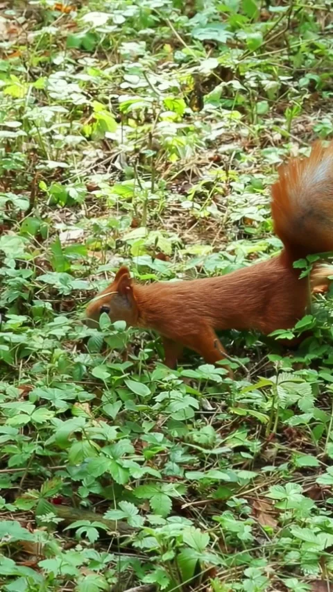 Squirrel opening cup container among green forest vegetation Stock Footage 314265958