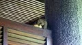 Squirrel opens and eats a banana HD Footage
