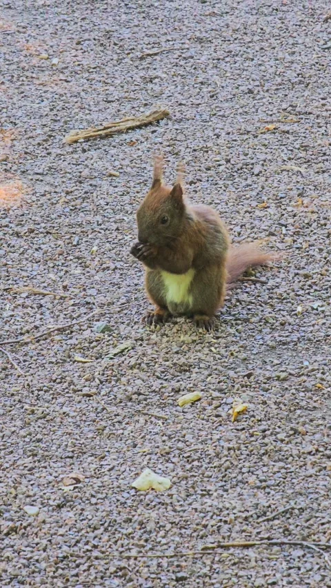 A squirrel (or ground squirrel) searches for food on a gravel path Stock Footage 279448159