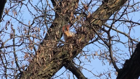 A squirrel or Sciurus with orange fur sits on a branch. A squirrel against a bac Stock Footage 302835891