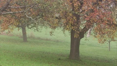 Squirrel on an orchard  meadow in autumn  Stock Footage 283460190