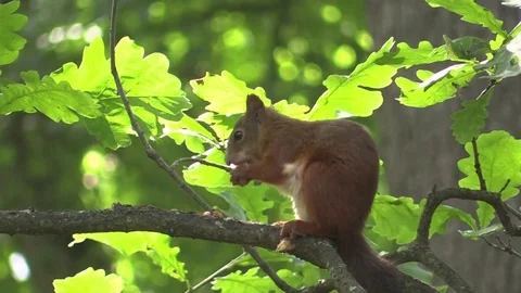 Squirrel ordinary sitting on a branch of an oak. Sciurus vulgaris. Stock-Footage 117182828
