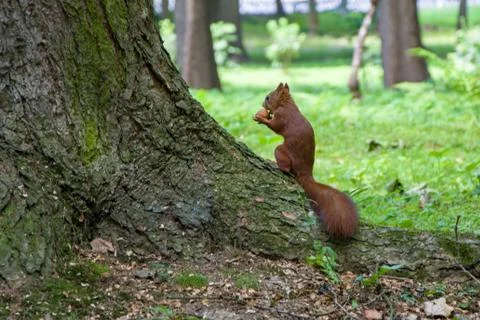 Squirrel ordinary sitting in the woods on the root of a tree, holding a nut paws Foto stock